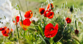 Poppies growing in a field